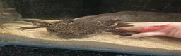 Other/Mixed Breed fish for sale: Axolotl fish  in Barnsley - Advert 3