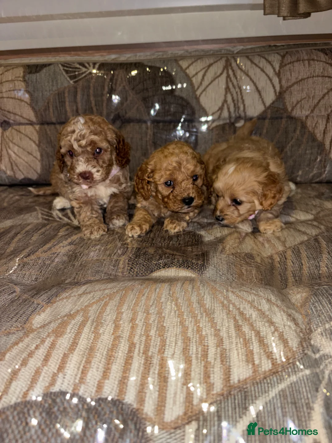 Cockapoo dogs for sale: Gorgeous F1 cockapoo puppies available to reserve  - Advert 3