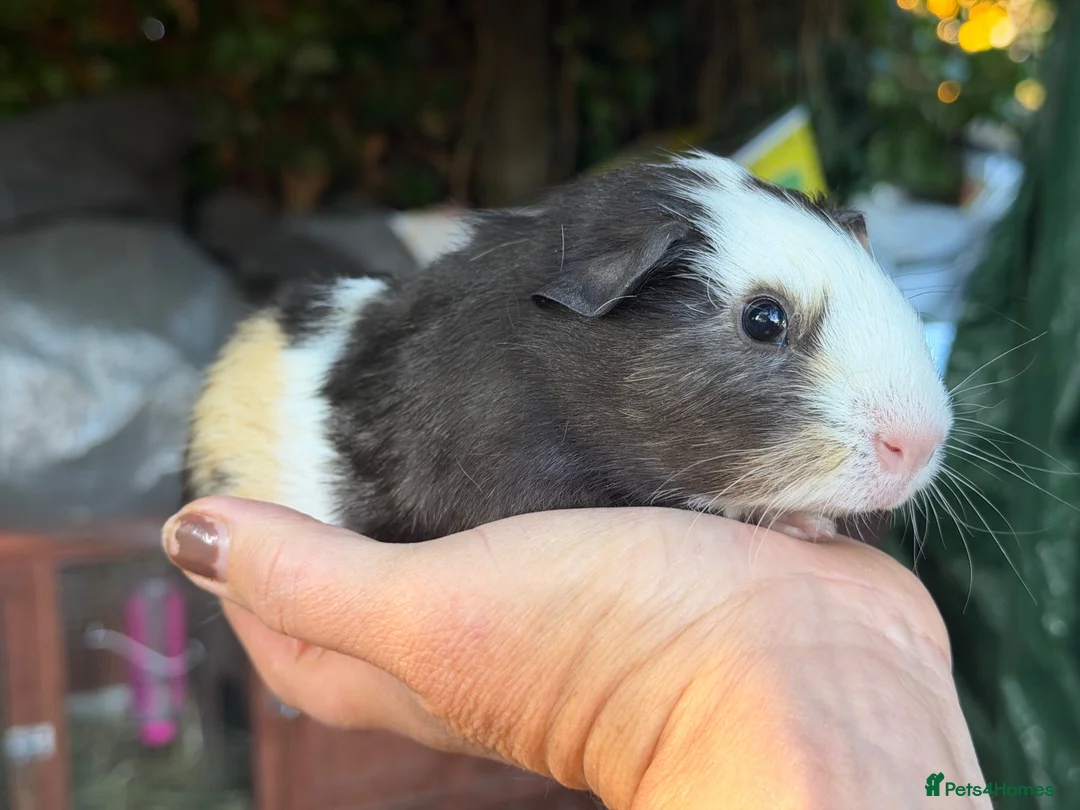 Guinea Pig rodents for sale: Pair of brothers - Advert 1