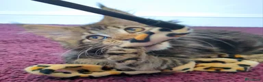 Majestipaws Ena