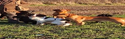 English Springer Spaniel dogs for sale:  KC registered English springer spaniel puppies - Advert 6