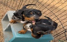 Miniature Dachshund dogs for sale: little purebred mini dachshunds pups - Image 7