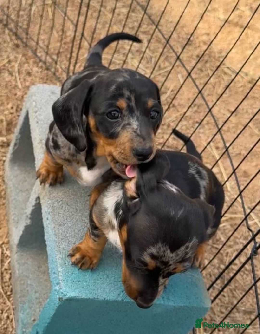 Miniature Dachshund dogs for sale: little purebred mini dachshunds pups - Image 7