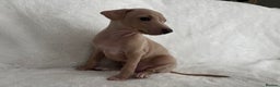Italian Greyhound dogs for sale: Exceptional Italian Greyhound Puppies - Advert 6