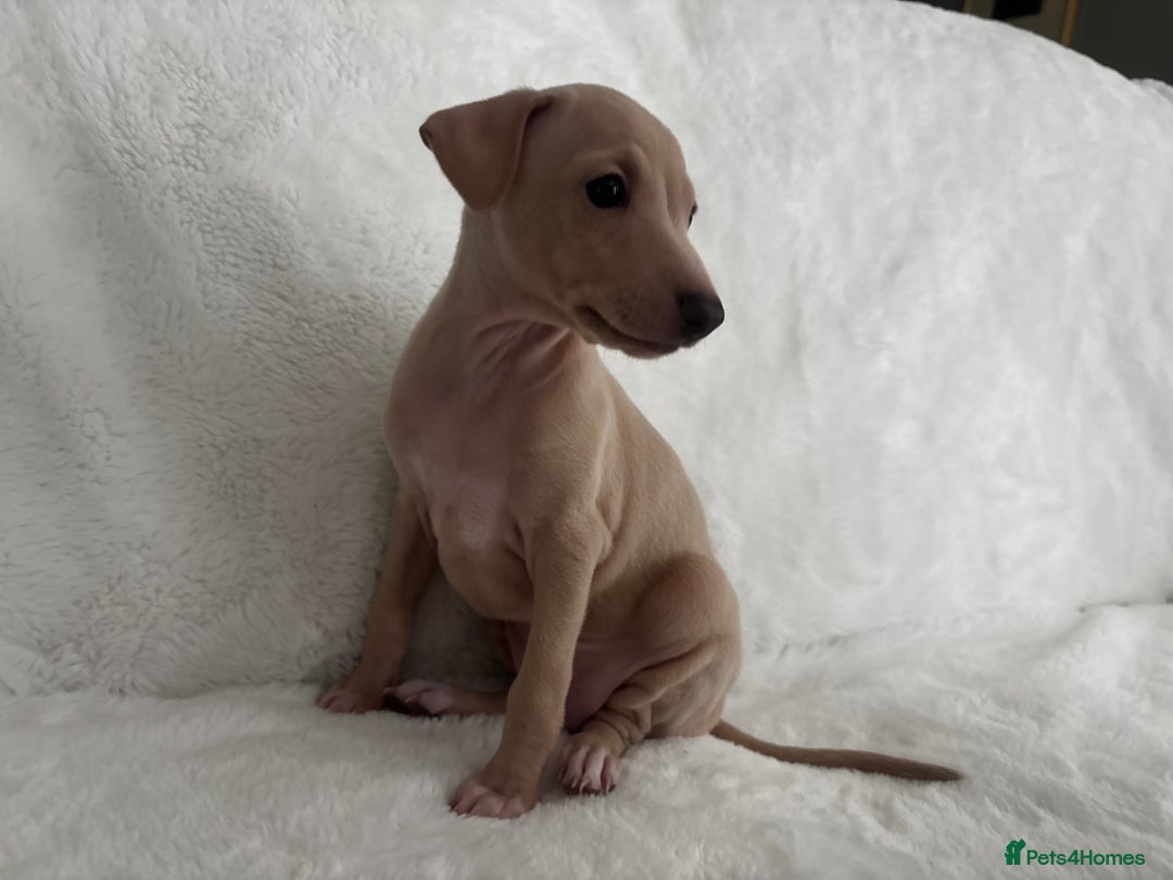 Italian Greyhound dogs for sale: Exceptional Italian Greyhound Puppies - Advert 6