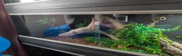 Python Snake reptiles for sale: Pied Royal/Ball Python - Advert 9
