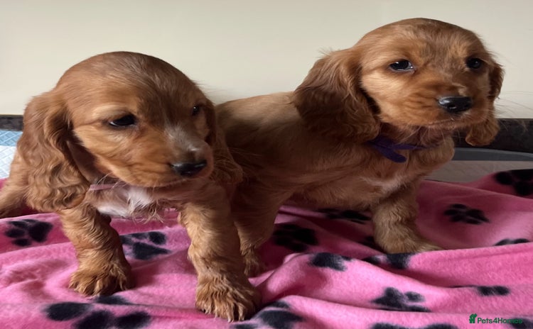 Cavapoo dogs - Advert 9