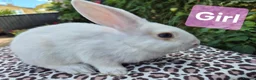Mixed Breed rabbits for sale: 7 lovely mixed breed rabbits  - Advert 4