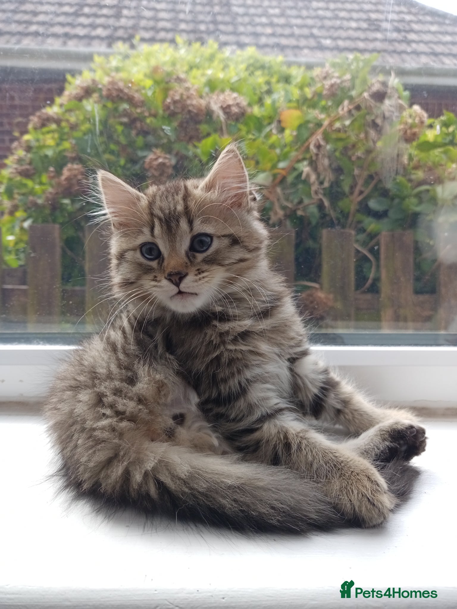Mixed Breed cats for sale: 🐱 Beautiful Kittens Available 🏡 - Advert 8