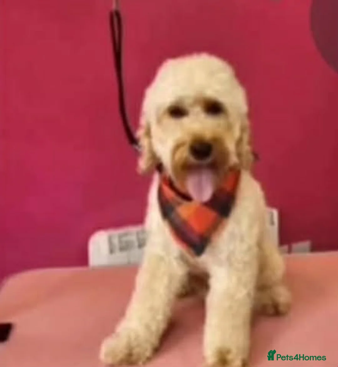 Cockapoo dogs for sale: Puppies ready for there forever homes  - Advert 1