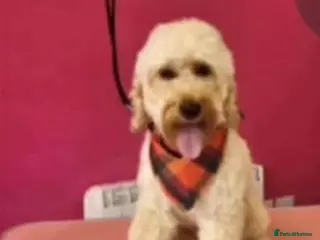 Cockapoo dogs Puppies ready for there forever homes - Advert 1