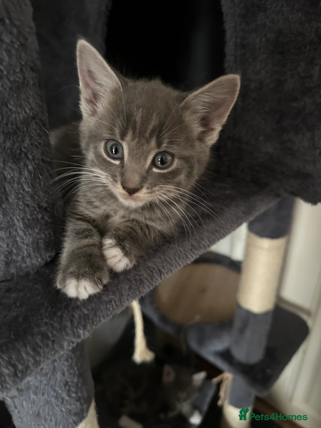Maine Coon cats for sale: Maincoon cross kittens  - Advert 2