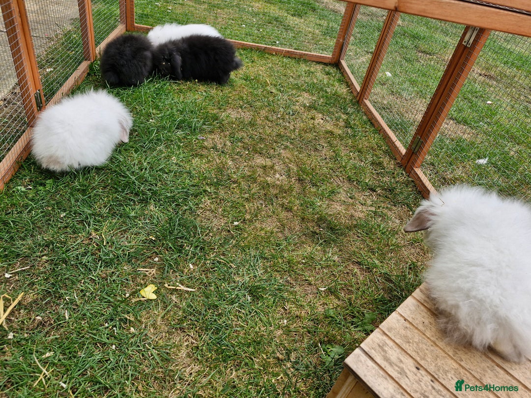 Lionhead rabbits for sale: 5 baby bunnies looking for new homes  - Image 2
