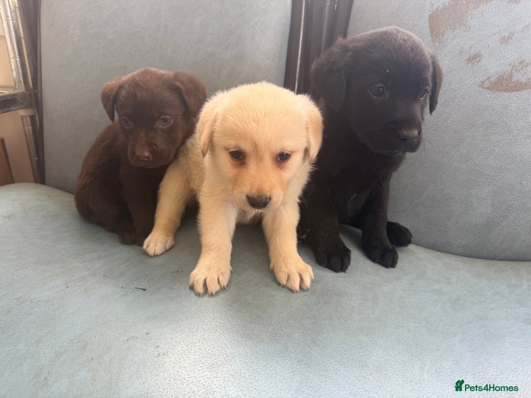 Labrador Retriever dogs for sale: Adorable Labradors - Image 3