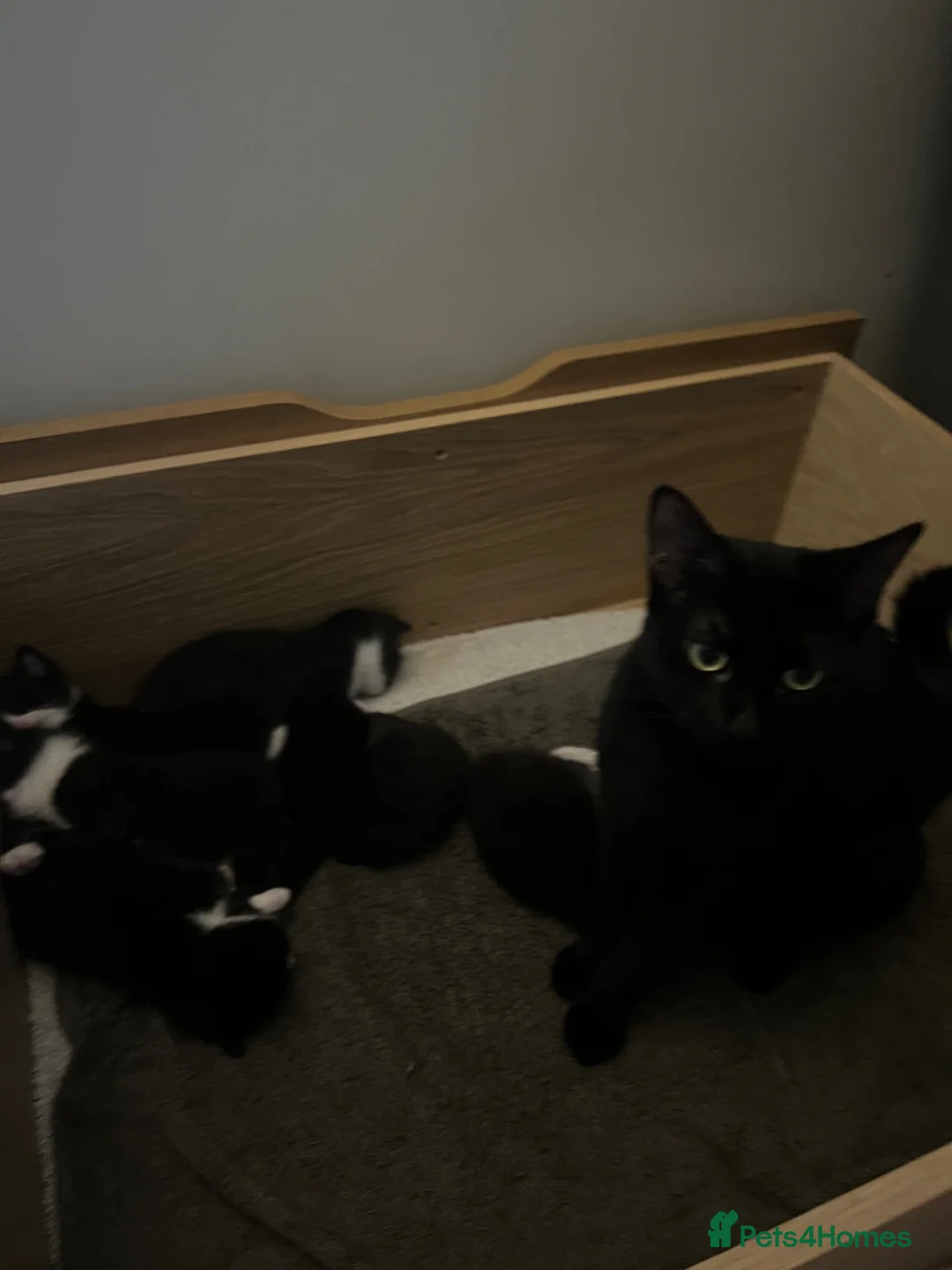 Domestic Shorthair cats for sale: Kittens for sale  in Swindon - Advert 1