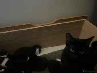 Domestic Shorthair cats Kittens for sale - Advert 2