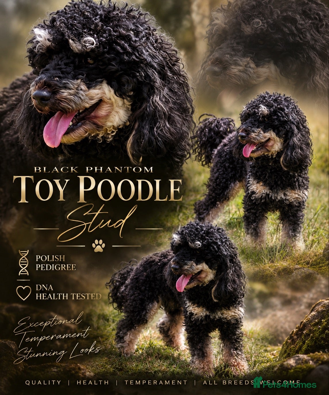 Toy Poodle dogs Black phantom toy poodle for stud  - Advert 11