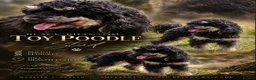 Toy Poodle dogs for stud: Black phantom toy poodle for stud  - Advert 1