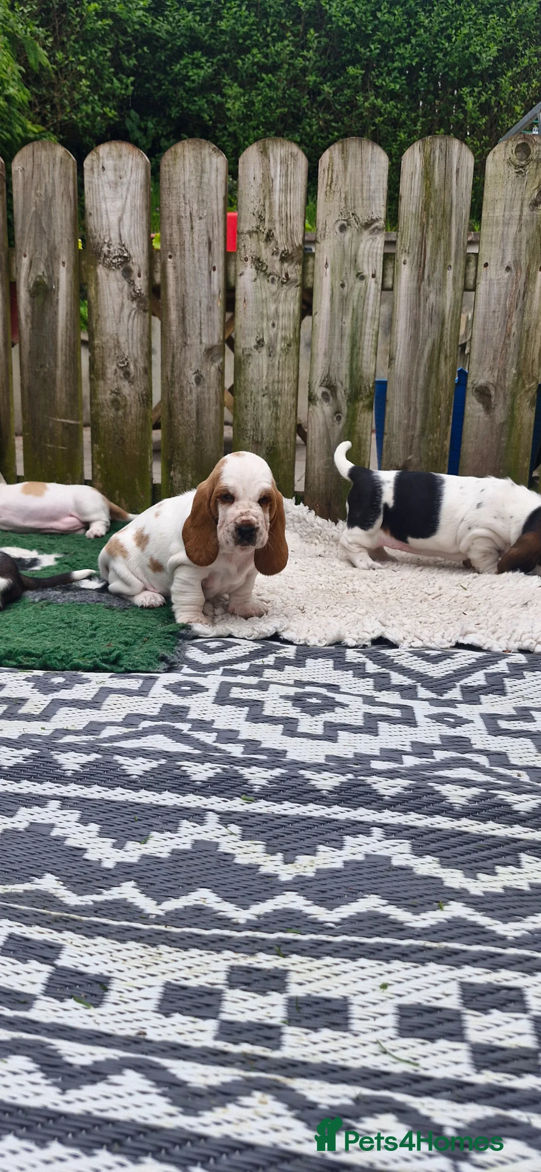 Basset Hound dogs for sale: Basset Hound pups KC registered  - Advert 2