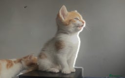 British Shorthair cats for sale: 3 beautiful kittens availble as of the 25th  - Advert 2