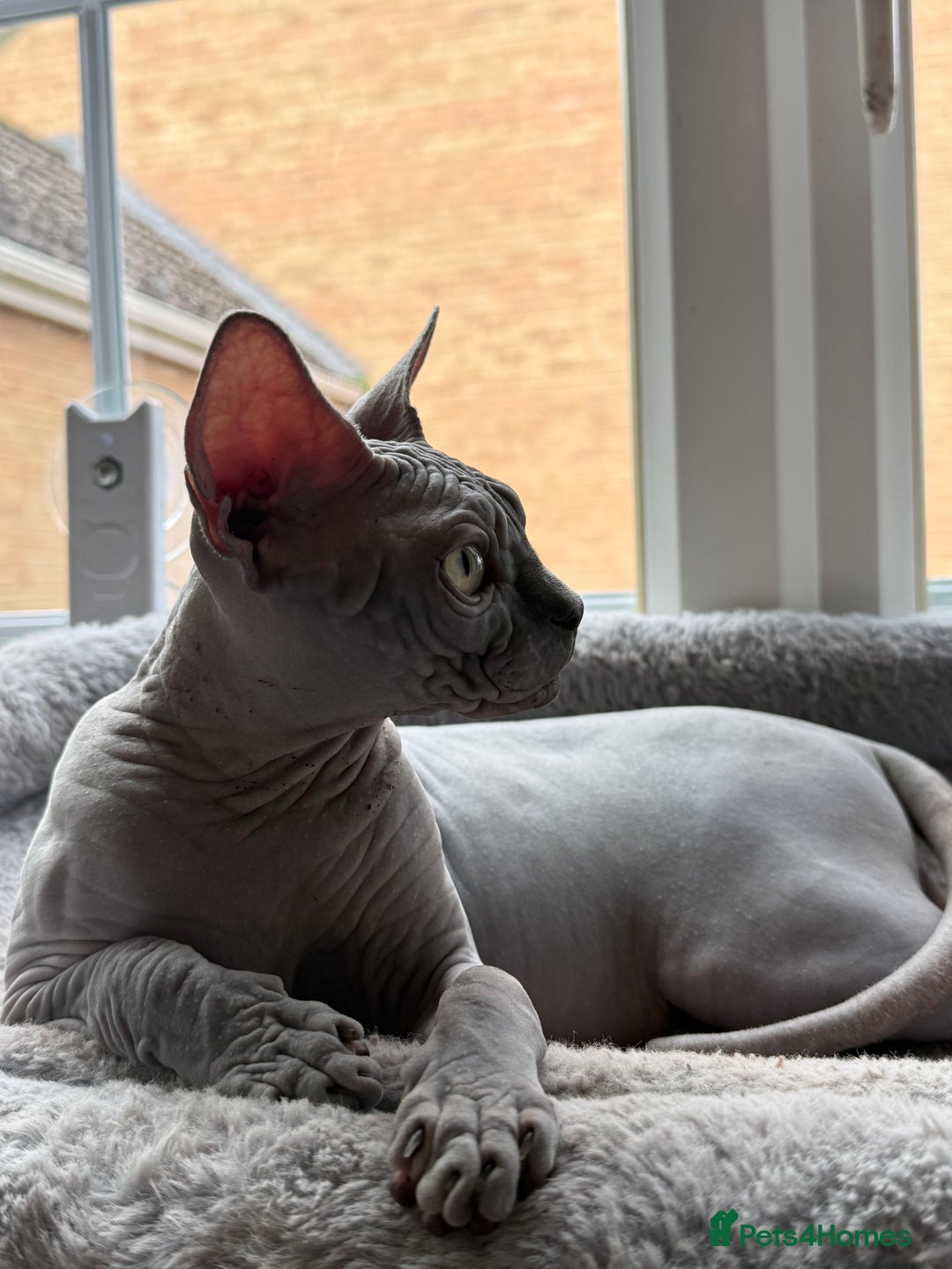 Sphynx cats for sale: Blue Wrinkles Boy - Advert 6