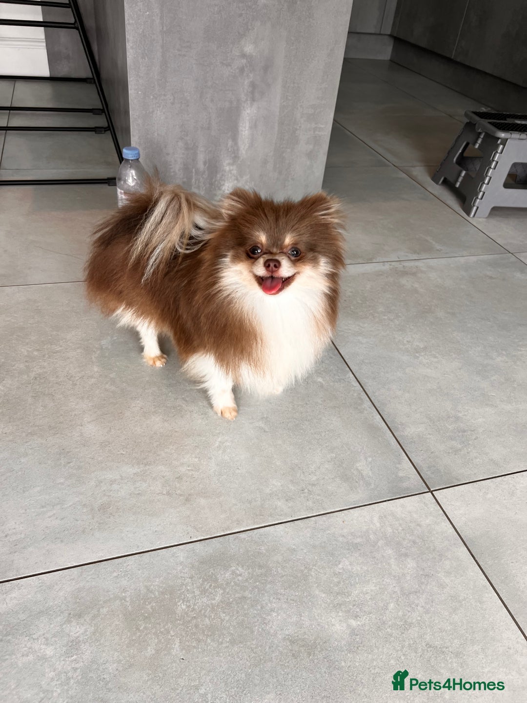 Pomeranian dogs for sale: Gorgeous Lilac Pomeranian Girl  - Image 2