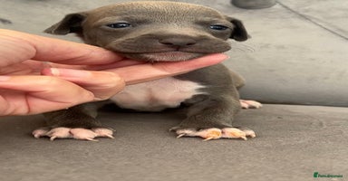 Italian Greyhound dogs - Advert 13