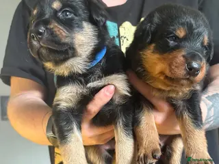 Mixed Breed dogs Border collie, german shepherd rottweilers - Advert 2