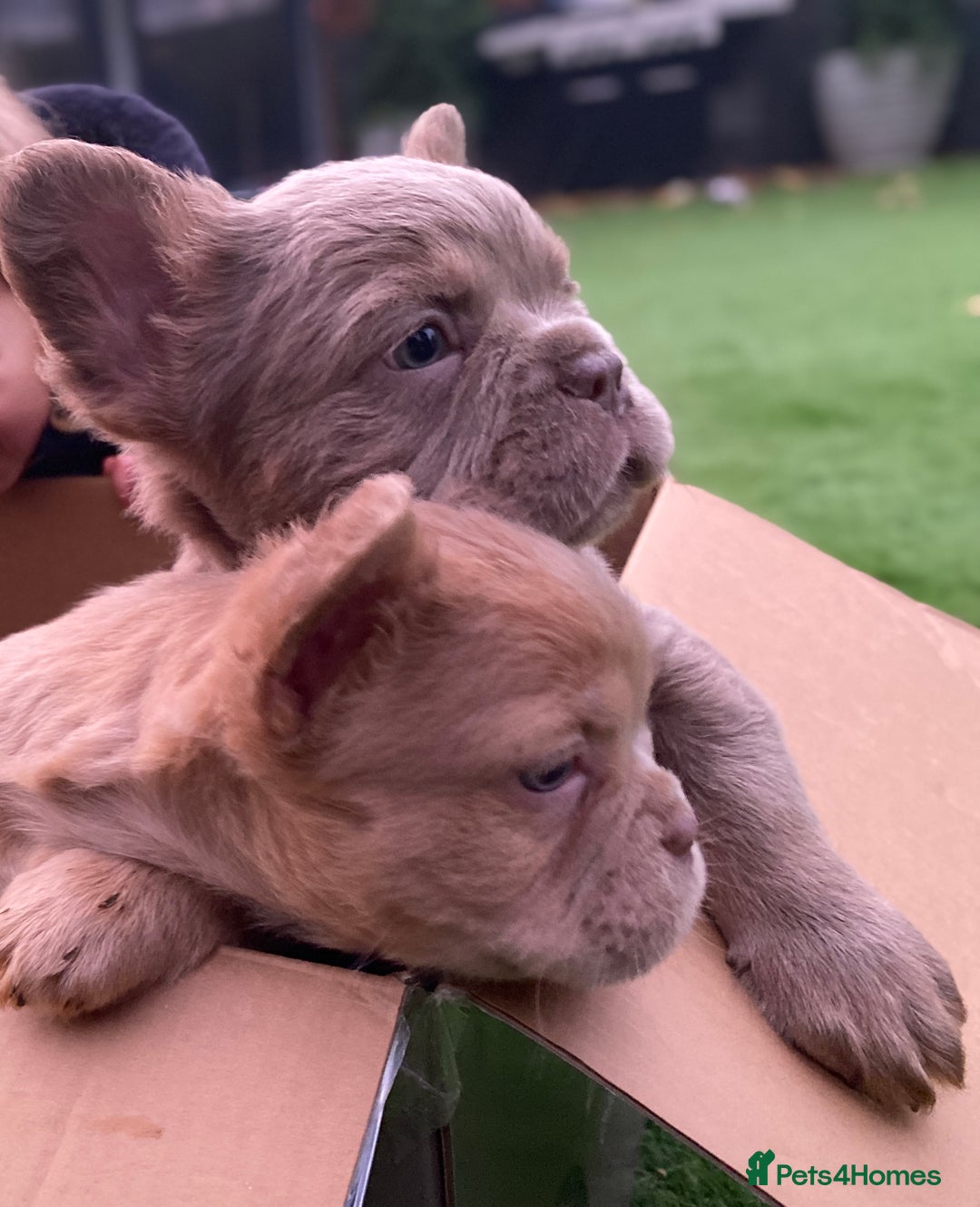 French Bulldog dogs for sale: READY TO LEAVE THIS WEEKEND FLUFFY FRENCH BULLDOGS - Advert 17