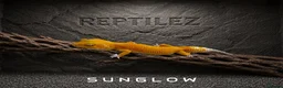 Leopard Gecko reptiles for sale: LEOPARD GECKOS - Advert 7