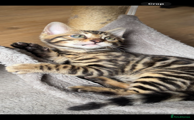 Bengal cats - Advert 14