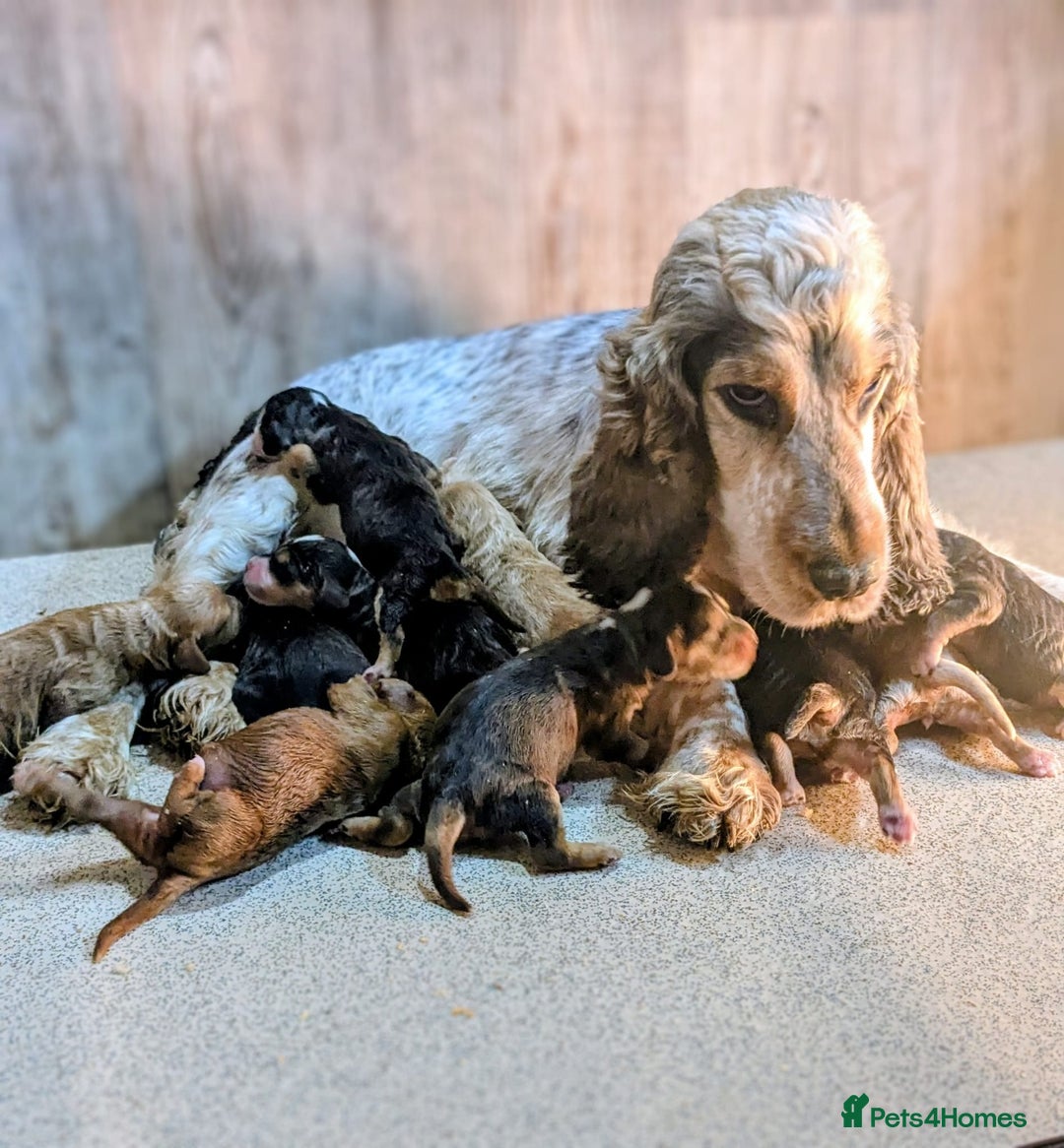 Cockapoo dogs for sale: F1 Cockapoo your Next Furry Family Member Awaits!  - Advert 2