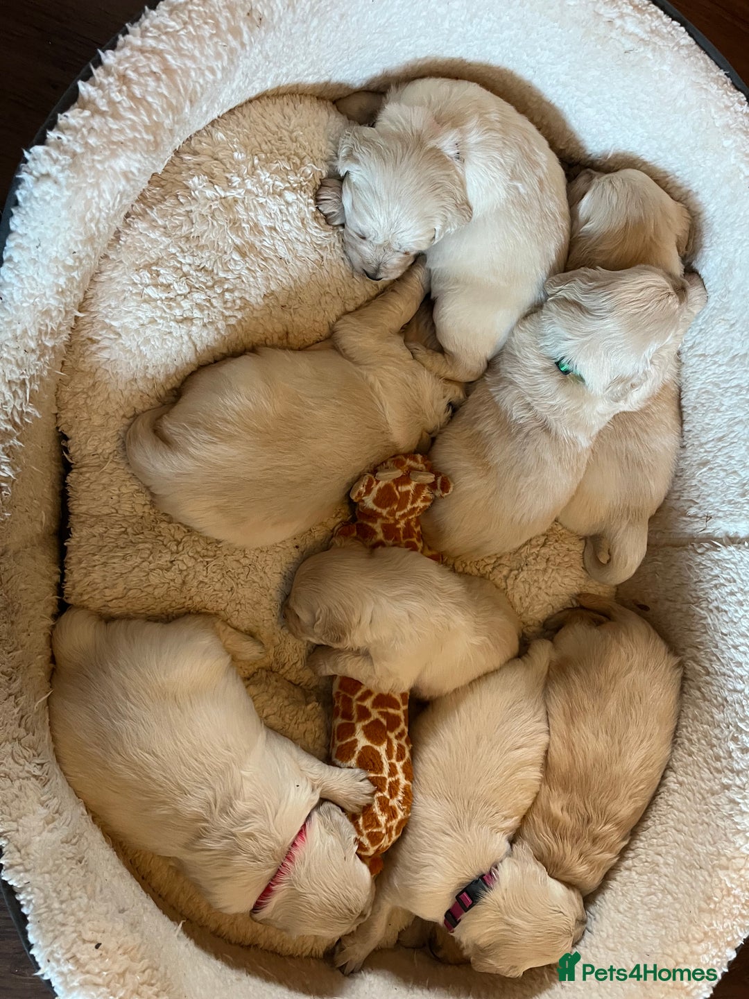 Golden Retriever dogs for sale: KC registered Golden Retriever puppies  - Advert 15
