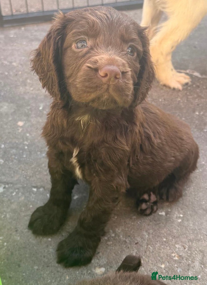 Sprocker dogs Beautiful Sprocker Pups..  - Advert 1