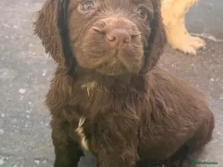 Sprocker dogs for sale: Beautiful Sprocker Pups.. - Advert 1