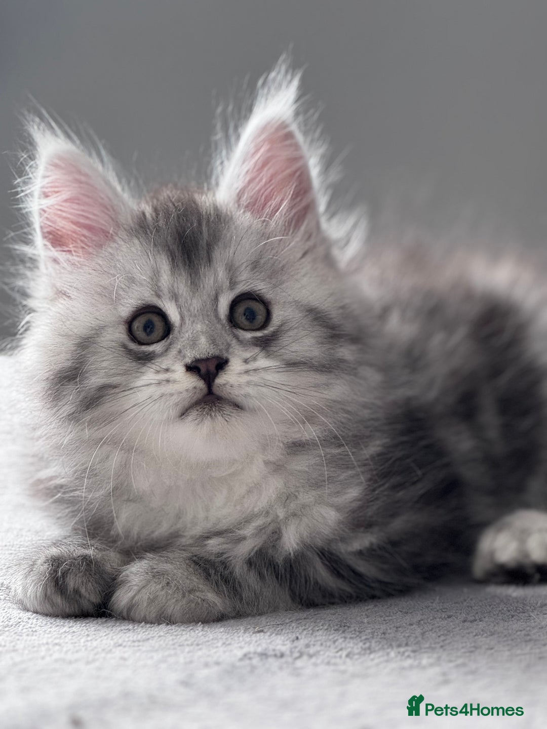 Maine Coon cats for sale: ✨🌟Beautiful The last little boy Maine Coon 😻🌟✨ - Image 16