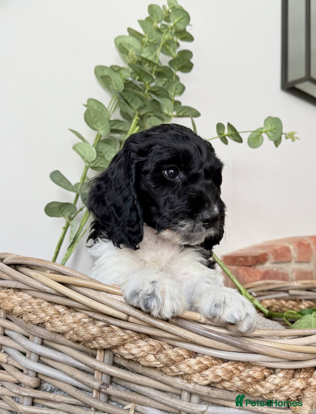 Cockapoo dogs for sale:  cockapoo puppies **READY GO GO** - Image 21