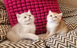 British Shorthair cats for sale: GOLDEN BRITISH SHORTHAIR KITTENS TICA  - Image 36