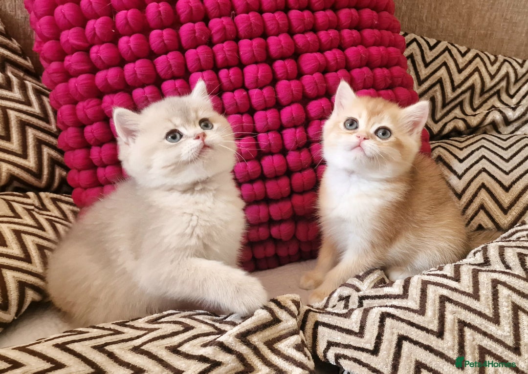 British Shorthair cats for sale: GOLDEN BRITISH SHORTHAIR KITTENS TICA  - Image 36