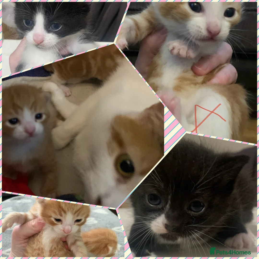 Mixed Breed cats for sale: Beautiful kittens mixed breed & mixed sexed  - Advert 2