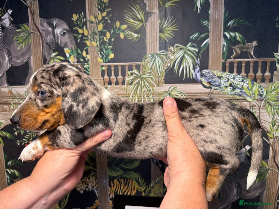 Miniature Dachshund dogs for sale: Stunning Unique Miniature Dachshund Puppies  - Image 21