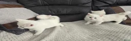 Mixed Breed cats for sale: Lovely pure white kittens longhair and short hair - Advert 5