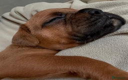 Boxer dogs for sale: 10 Boxer X Puppies - Ready 13th October - Image 19