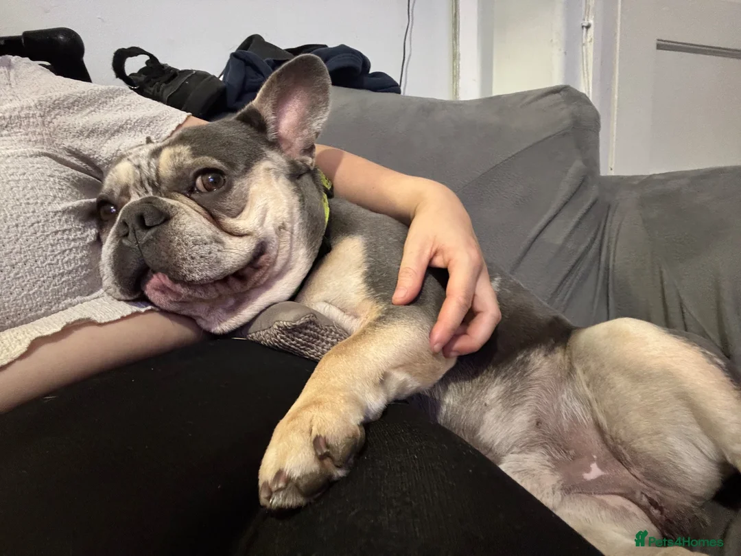 French Bulldog dogs for sale: Male frenchie  - Advert 1