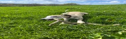 Whippet dogs for stud: Star faced Brindle available for Stud  - Advert 10