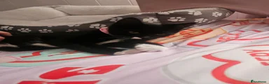 Domestic Shorthair 1