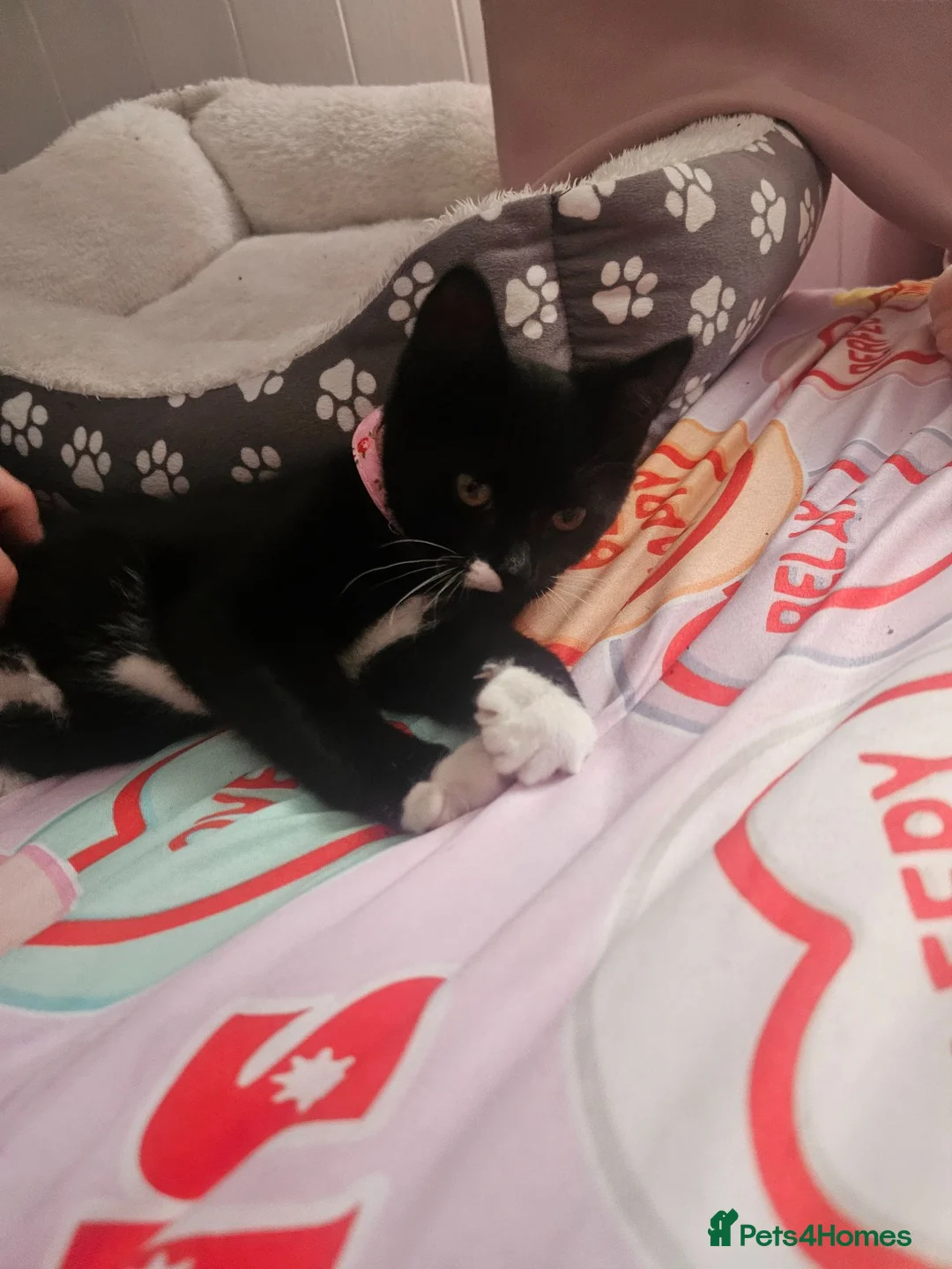 Domestic Shorthair cats for sale: Gorgeous 3 month old female - Advert 2