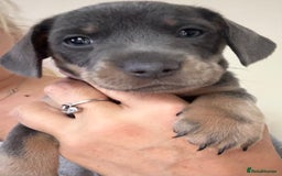 Mixed Breed dogs for sale: French bulldog x daschund - Image 4