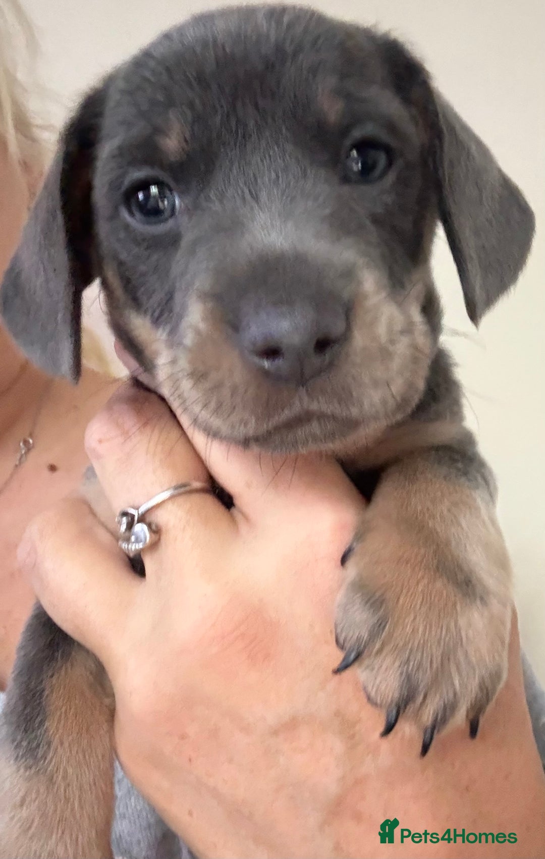 Mixed Breed dogs for sale: French bulldog x daschund - Image 4