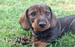 Dachshund dogs for sale: Working teckel puppies (parents European imports) - Image 6